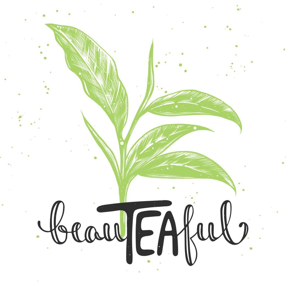 Vector card with hand drawn unique typography design element for greeting cards, decoration, prints and posters. Beauteaful with sketch of tea leaf, modern brush calligraphy with splash.