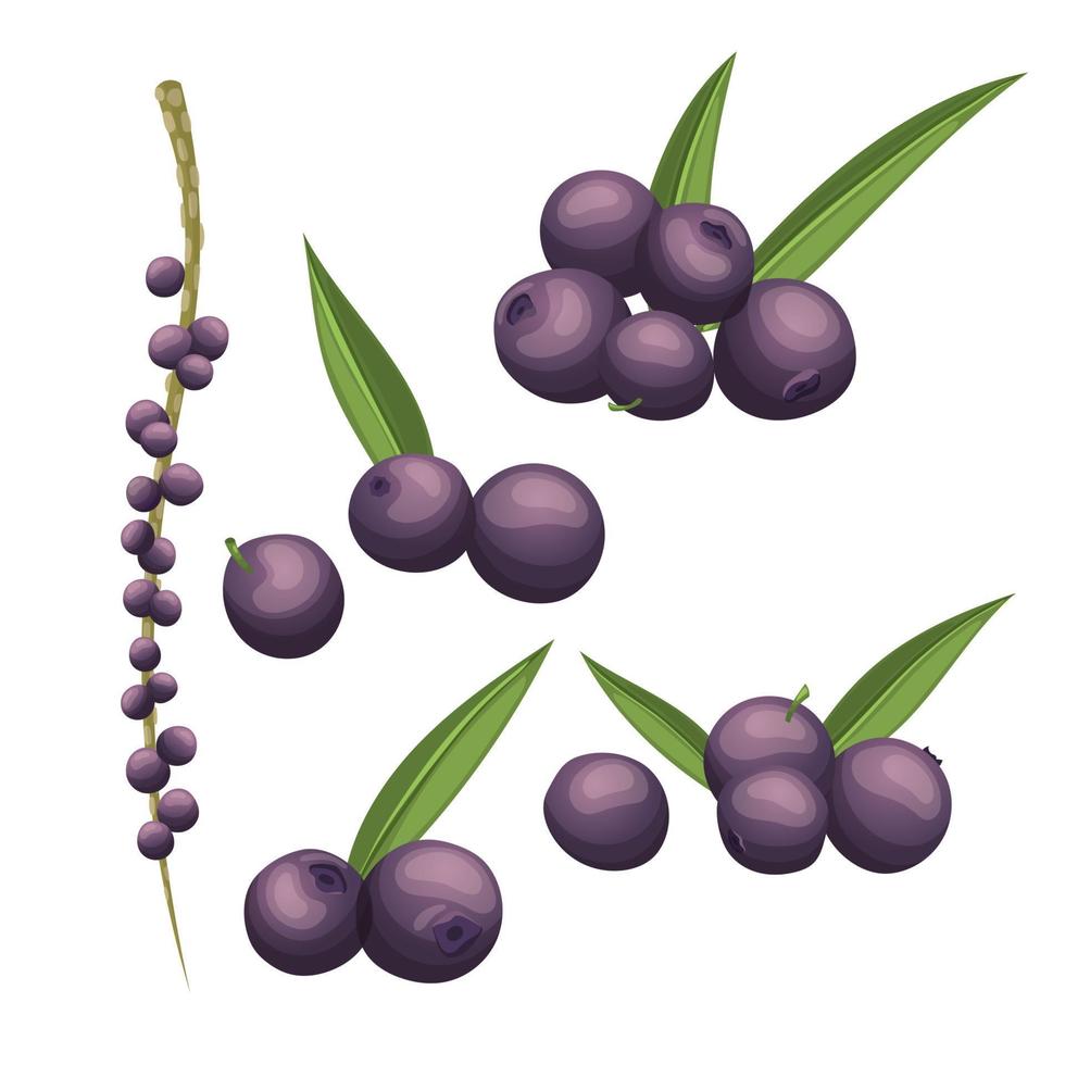 acai fruit berry food set cartoon vector illustration