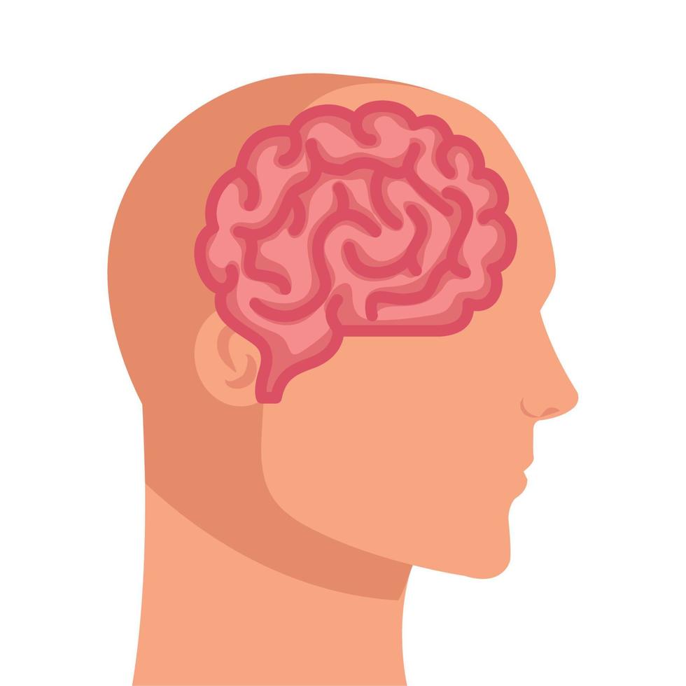 silhouette of human profile with brain, on white background vector