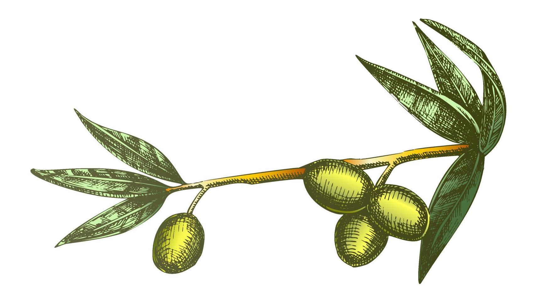 color ingrediente cosmético rama de olivo vintage vector