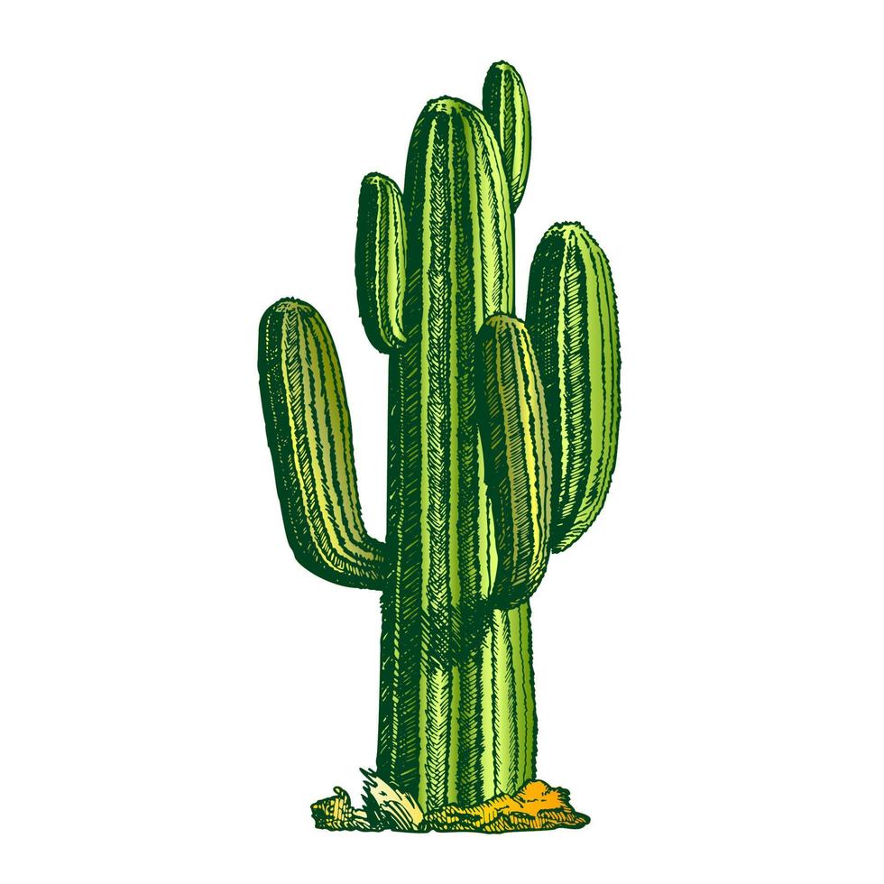 ColorSaguaro Arborescent Tree-like Cactus Ink Vector