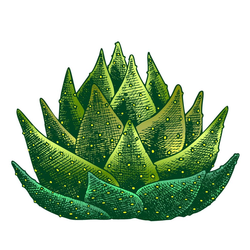 color hojas suculentas agave cactus dibujado a mano vector