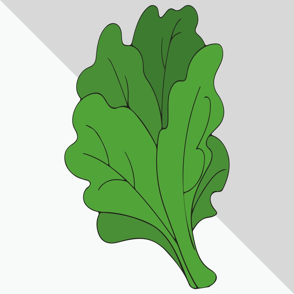 Green Leafy Vegetable 17440955 Vector Art at Vecteezy