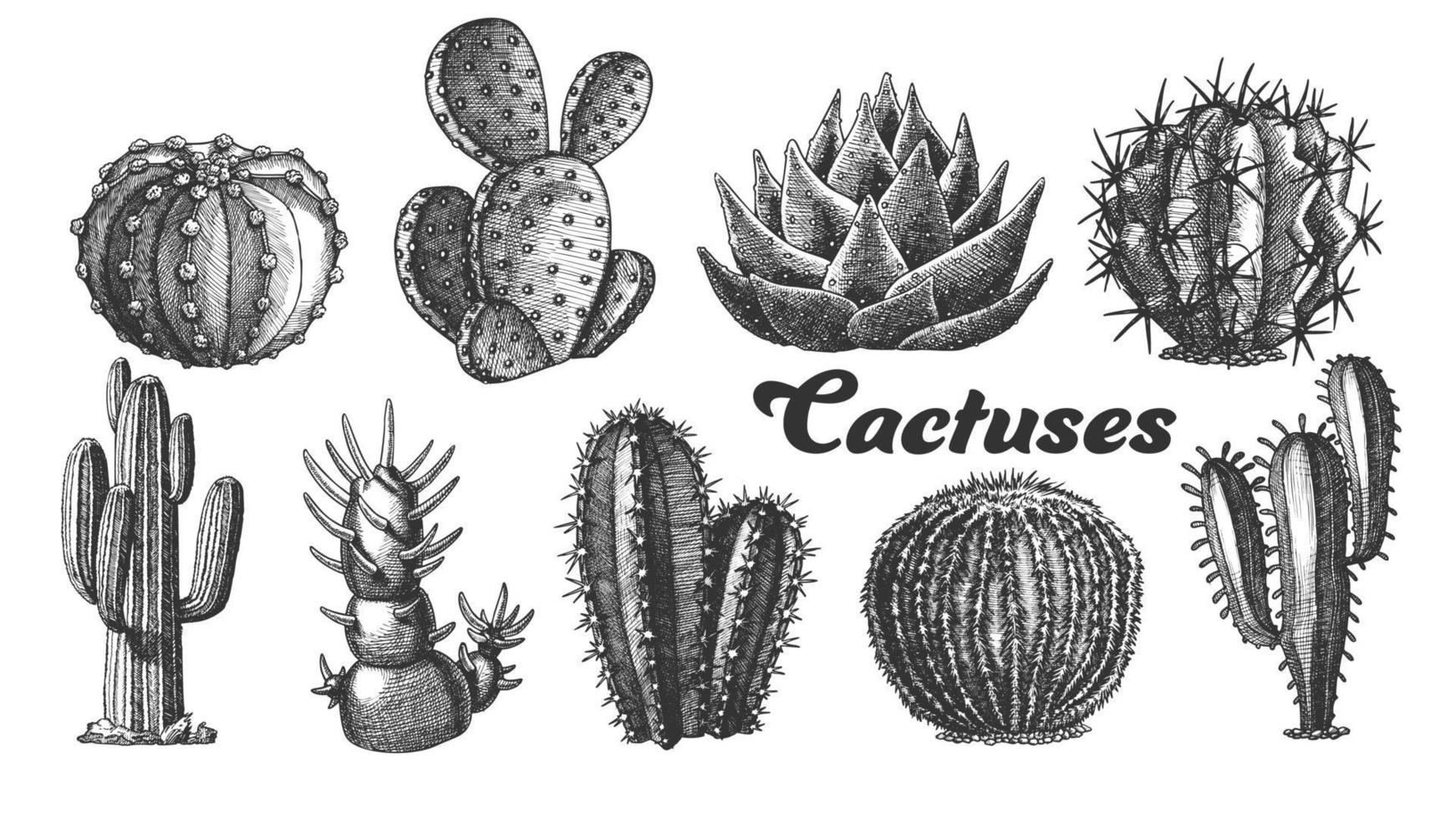 colección desierto plantas cactus conjunto vintage vector