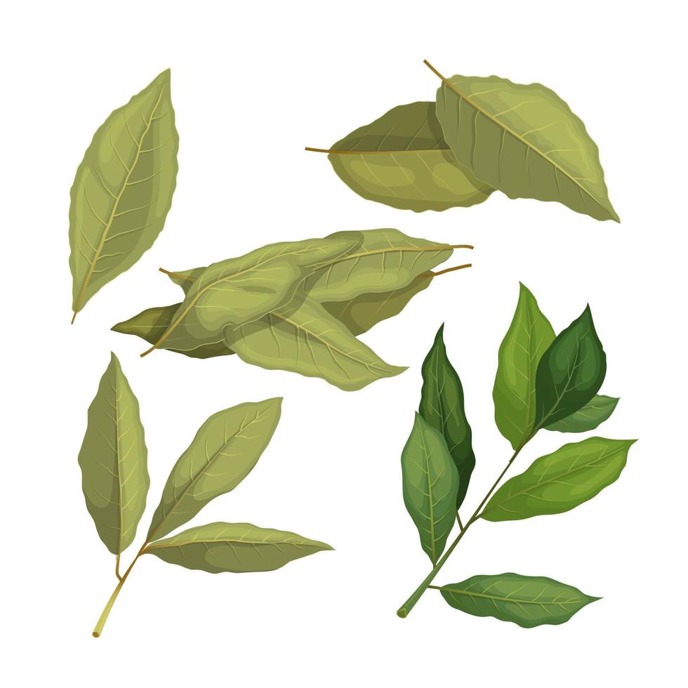 conjunto de hierbas de especias de hoja de laurel ilustración vectorial de dibujos animados vector