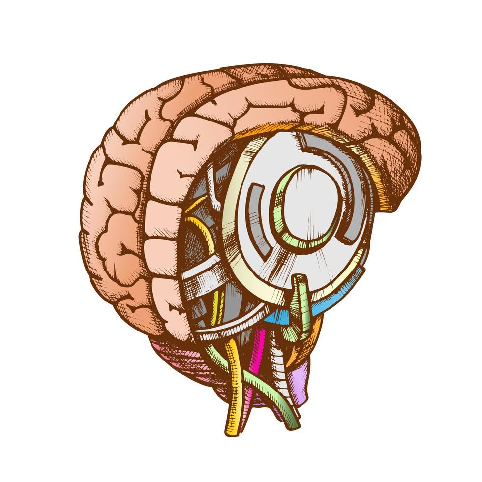 High Technology Robotic Brain Color Vector