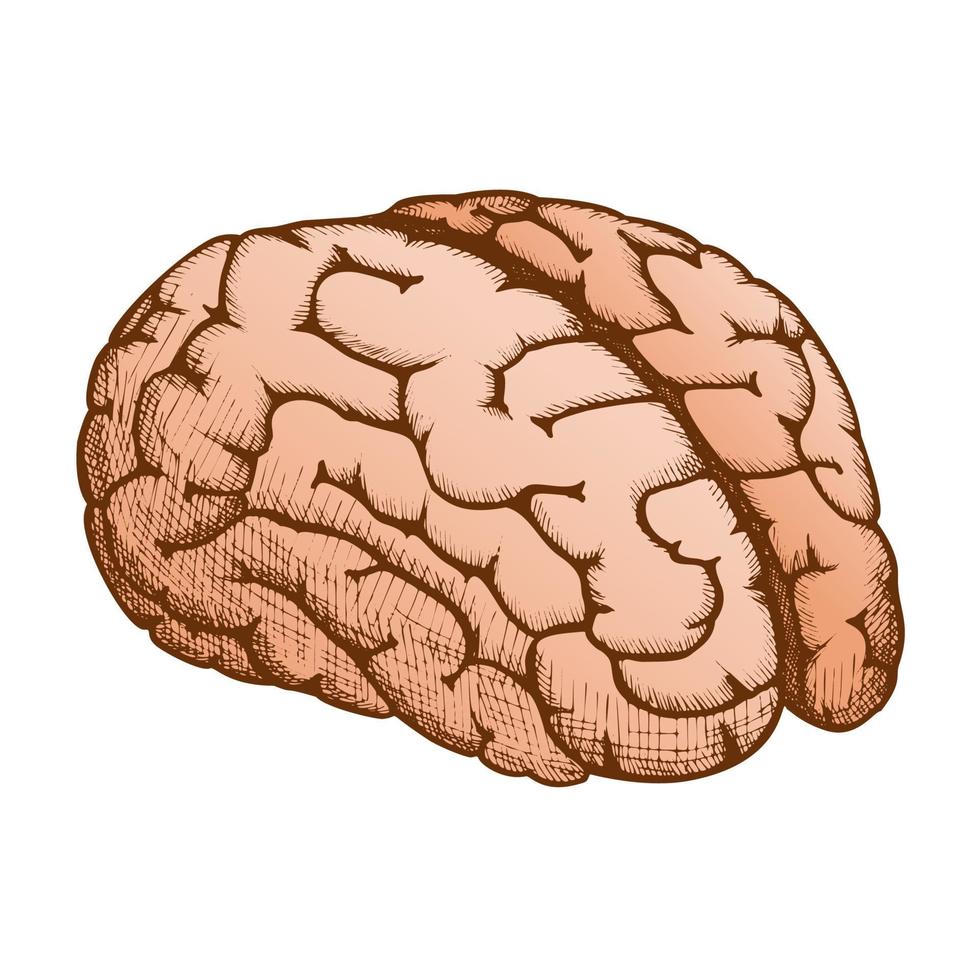 vector de color de cerebro humano de órgano anatómico