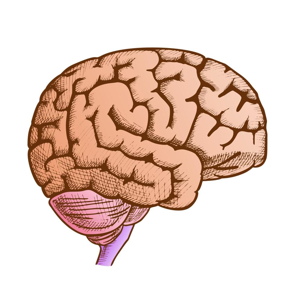 Head Organ Human Brain Side View Vintage Color Vector