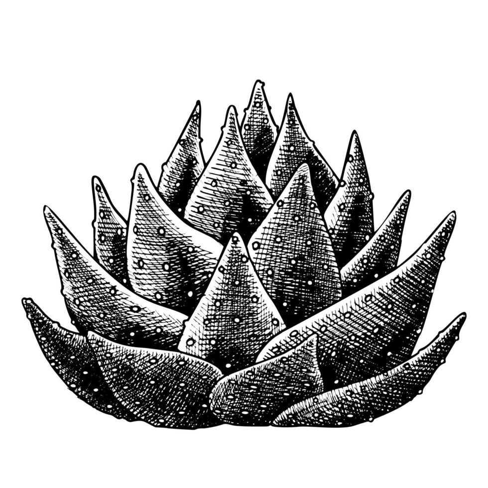 vector dibujado a mano de cactus de agave de hojas suculentas