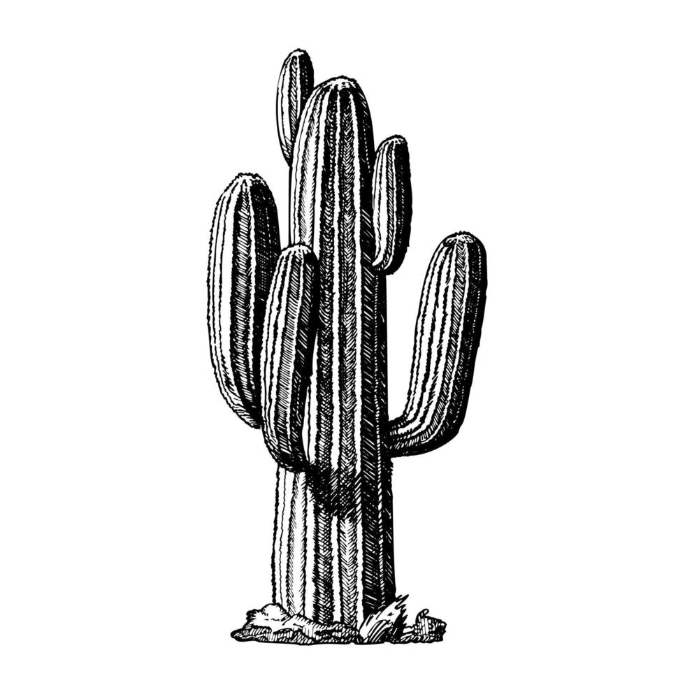 vector de tinta de cactus con forma de árbol arborescente saguaro