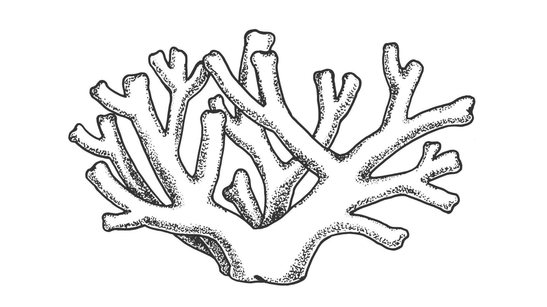 corals clipart black and white