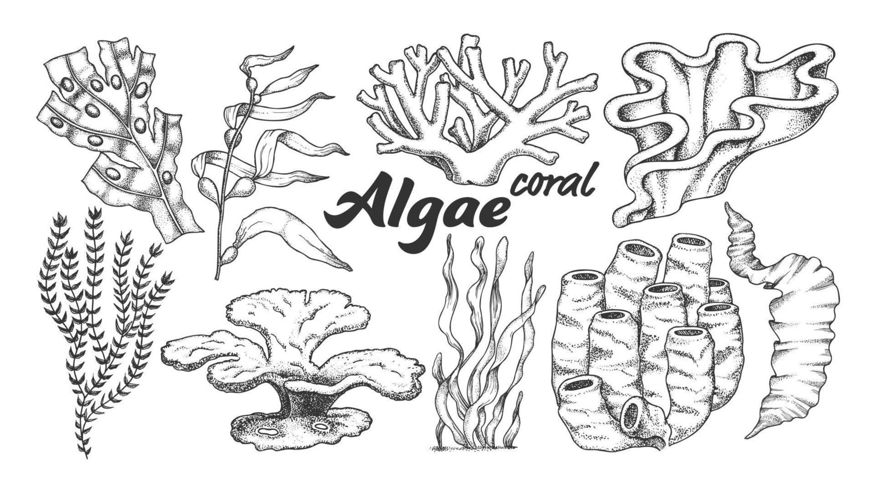 Collection Algae Seaweed Coral Set Vintage Vector