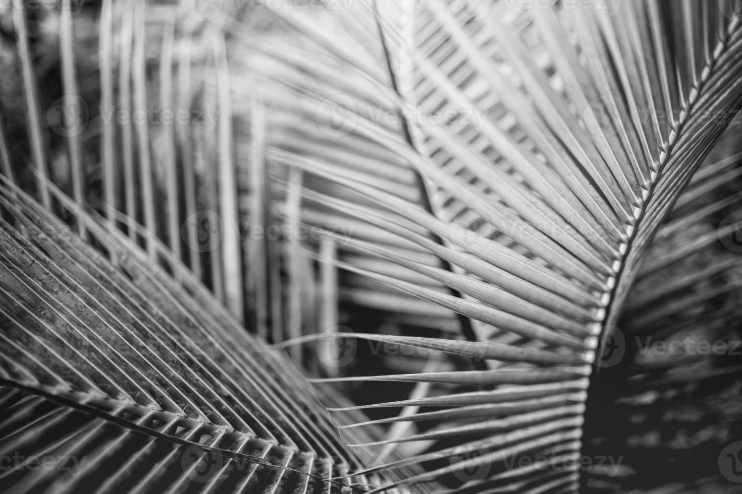 Abstract nature black and white palm leaf background, decorative macro view. Dramatic light, monochrome natural closeup. Exotic tropical pattern, beautiful backdrop, meditation spa, loneliness concept photo