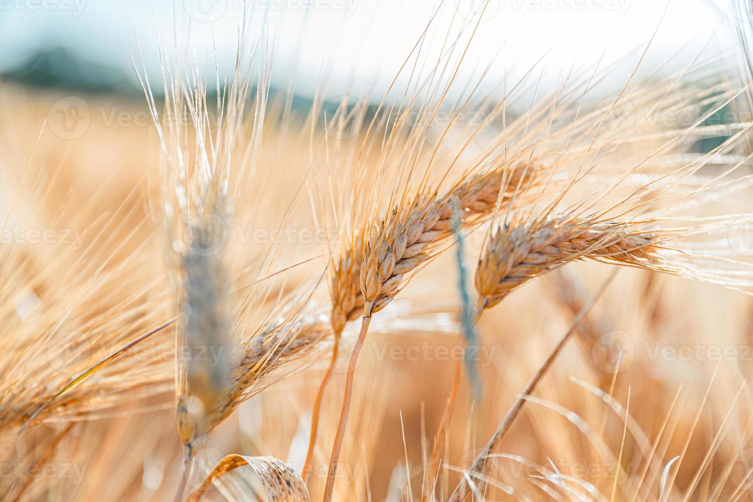 Wheat field as natural product. Agriculture wheat landscape in sunlight closeup. Summer background of ripening ears. Wheat field. Ears of golden wheat closeup. Beautiful nature sunset landscape, rural photo