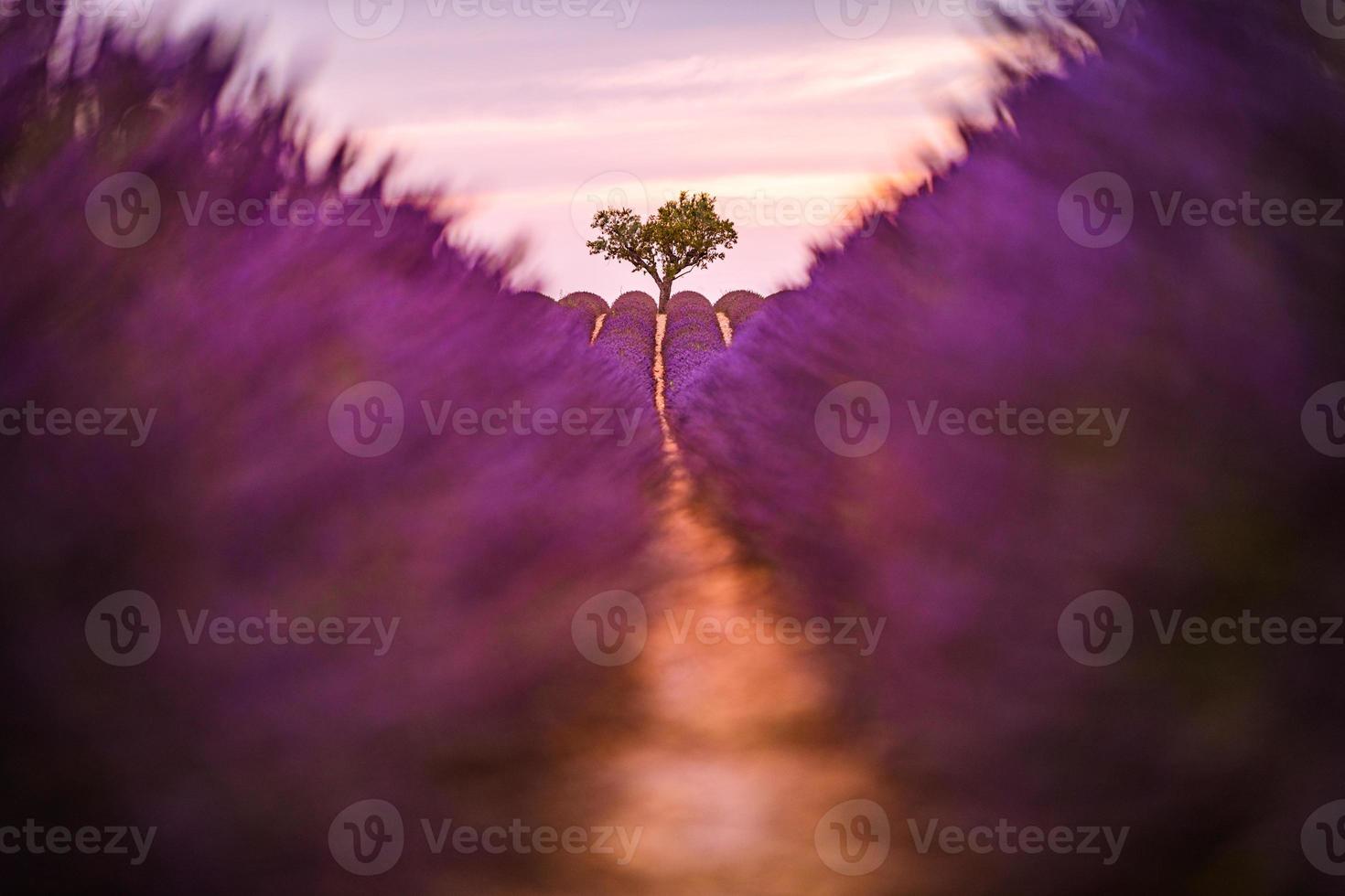 Lavender field summer sunset landscape near Valensole. Provence, France. Wonderful nature scenery, artistic sunset light with blurred background, inspirational nature view. Beautiful peaceful scene photo