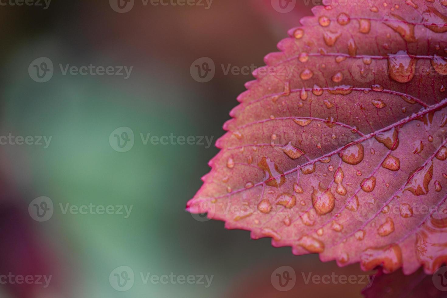 Beautiful nature closeup, red leaf with morning dew drops. Artistic nature macro, colorful tree leaves and water drops. Beautiful leaf texture in nature. Natural background photo