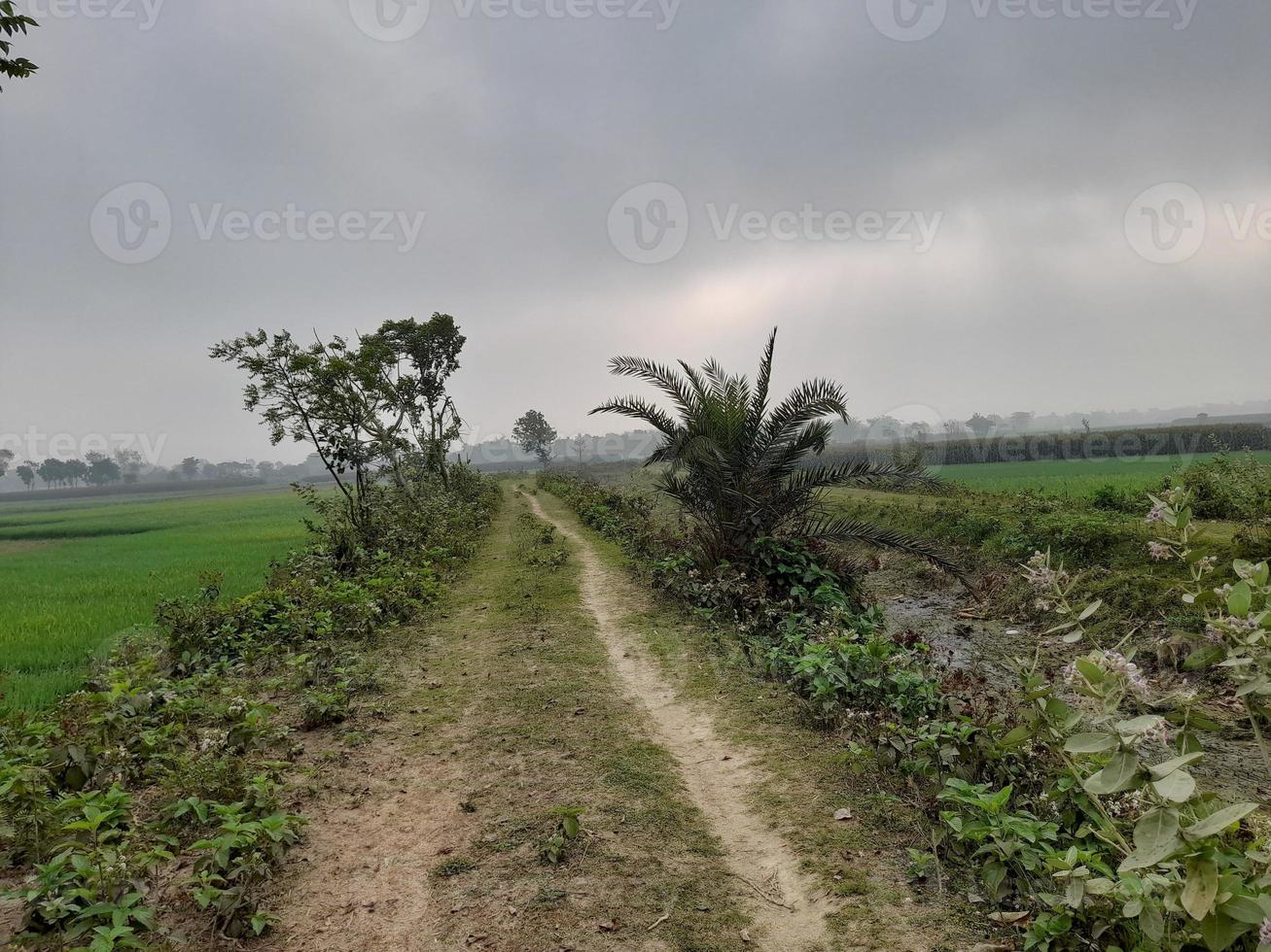 Landscape with beautiful cornfields. Lovely rural nature. Unlimited space. photo