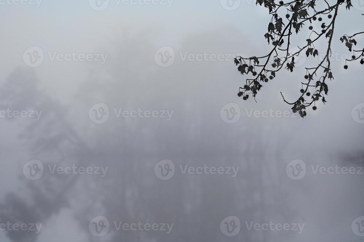 a través de una espesa niebla, los contornos de los árboles aparecen en una isla en el estanque. foto