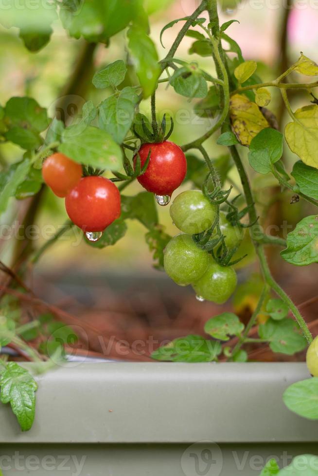 tomates cultivados en contenedores prosperando en un patio trasero urbano. foto