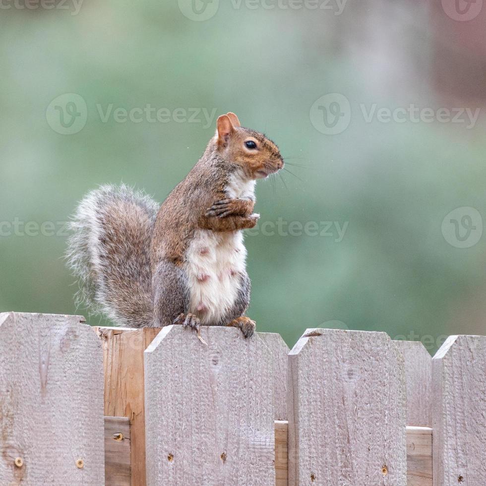 A mother squirrel stands upright on a fence, her babies somewhere nearby. photo