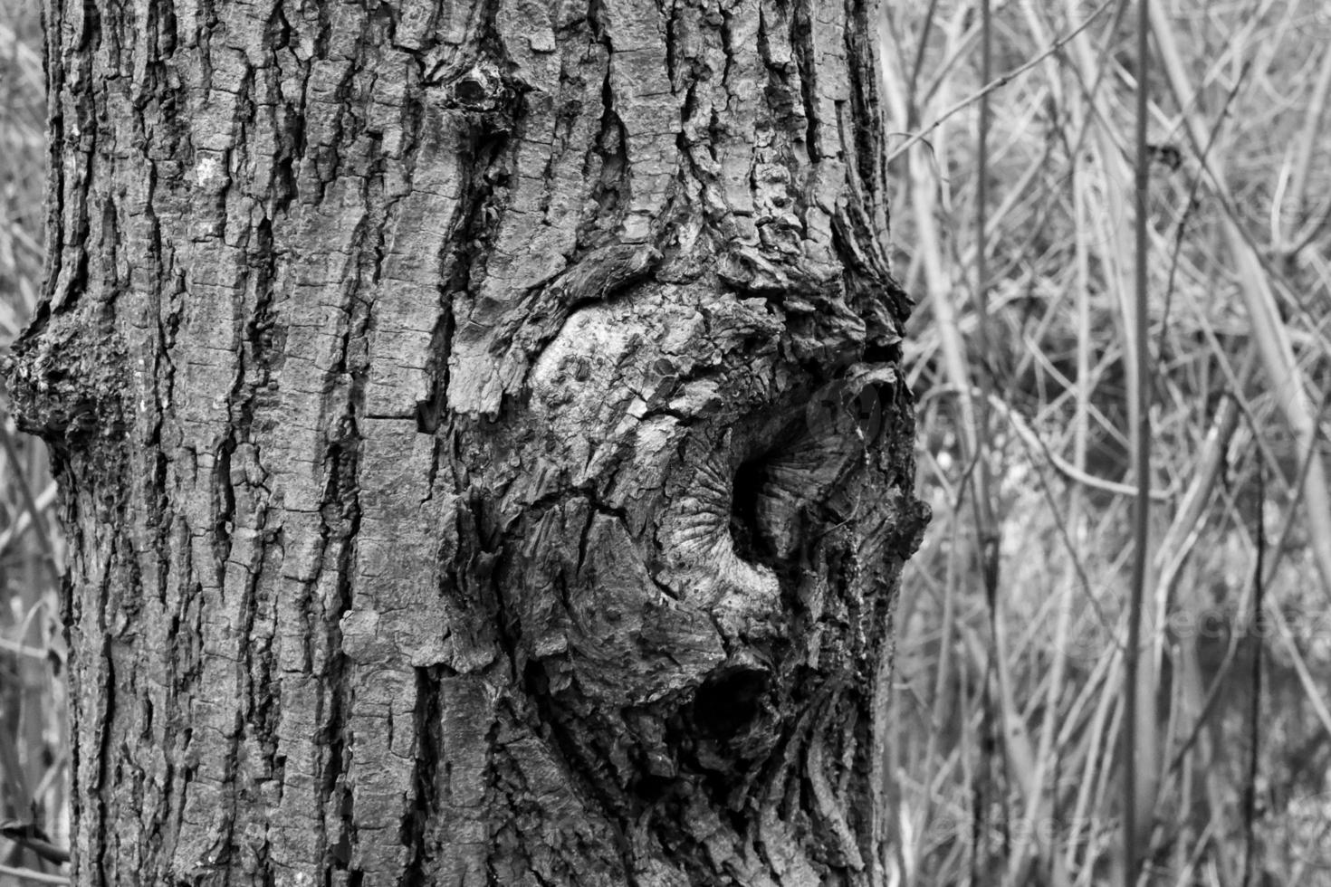 grayscale shot of a landscape with tree photo