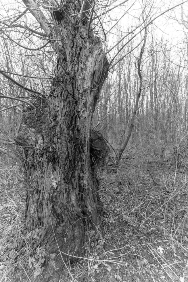 grayscale shot of a landscape with tree photo