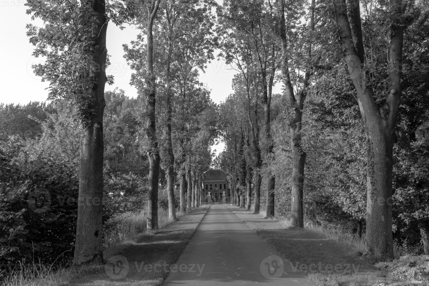 Grayscale shot of path in the woods photo
