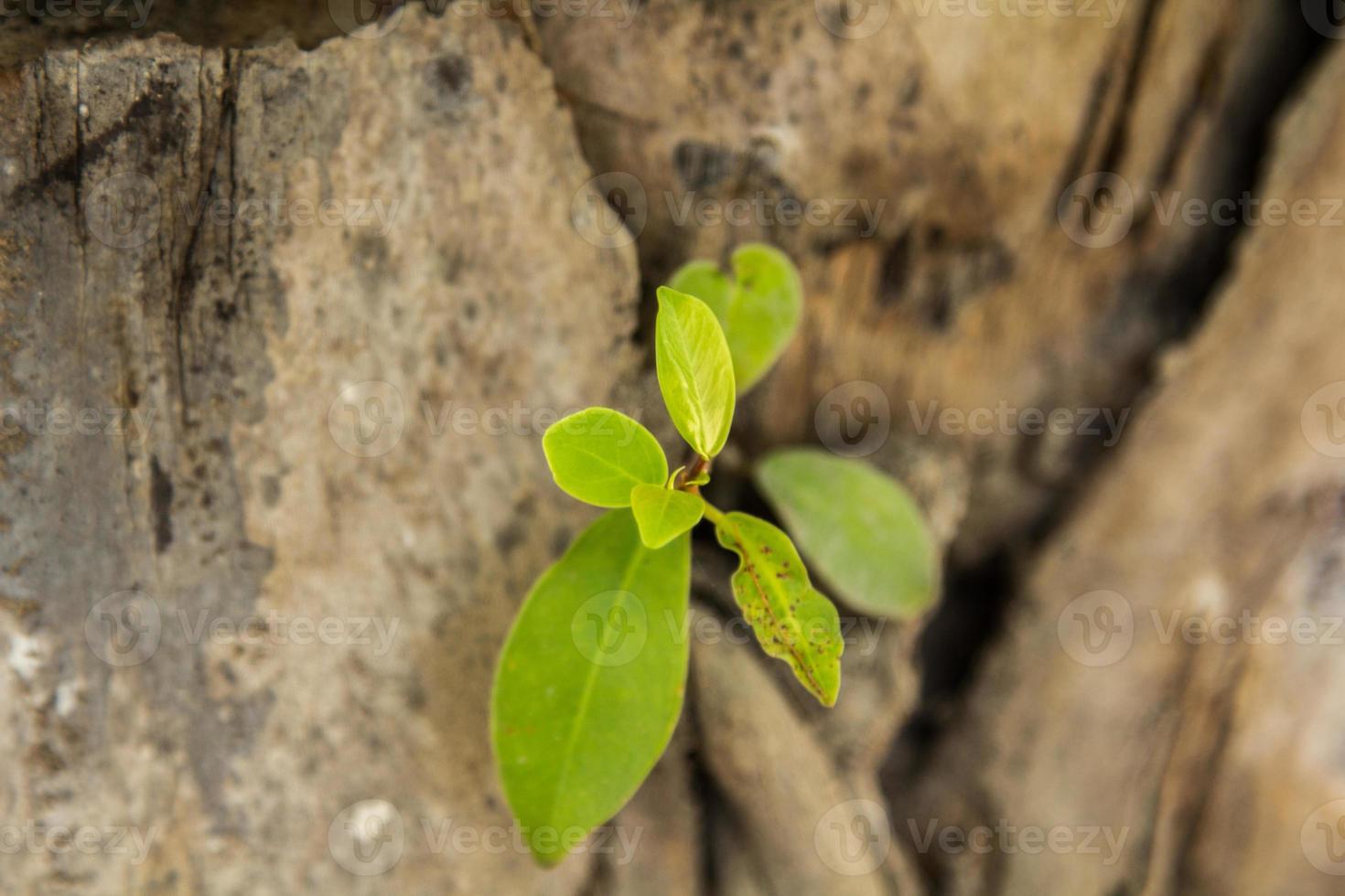 Small trees growing in the branches of palm trees or parasitic plants that rely on palms to thrive are part of the beauty of nature. photo