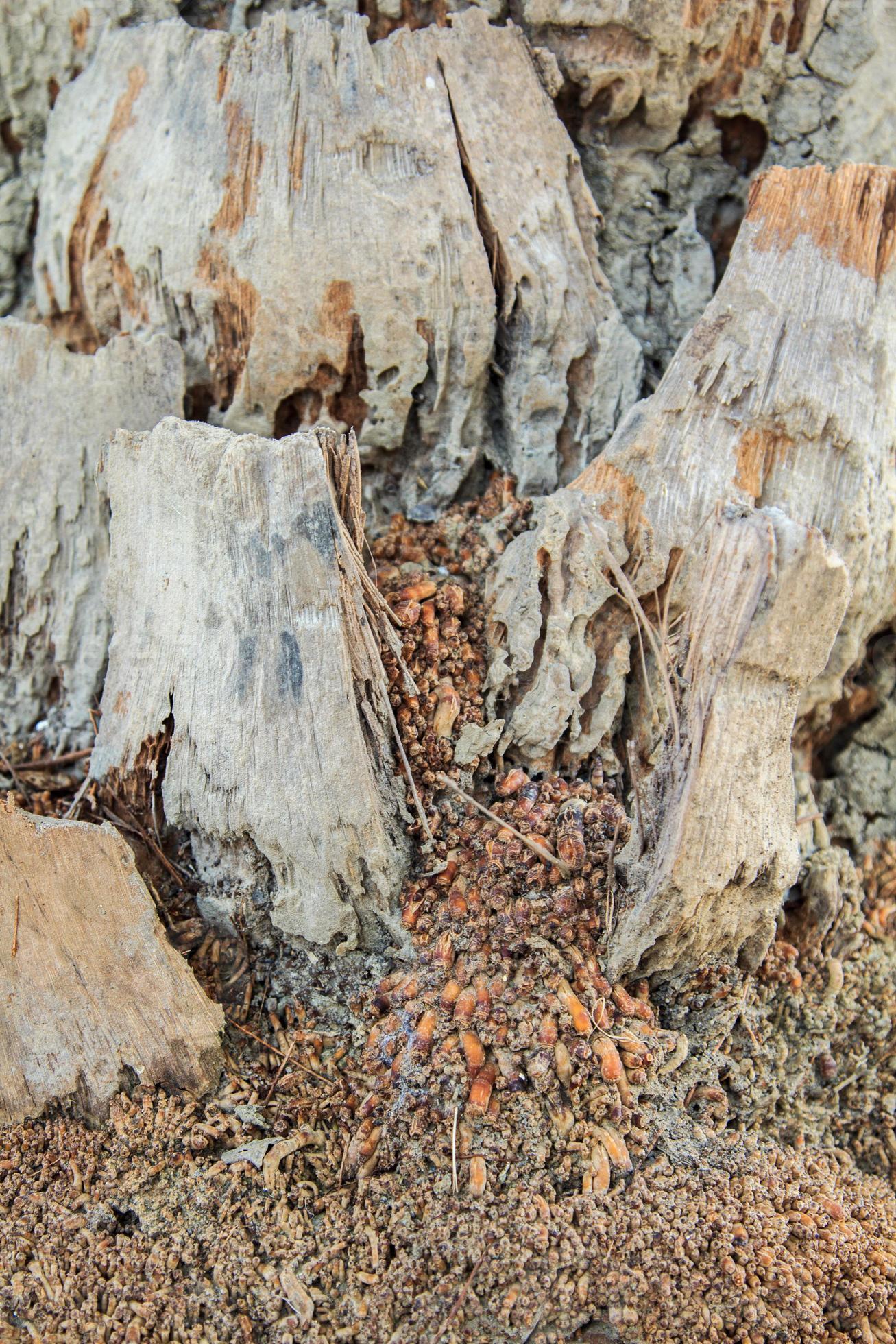 Leaf Stalks Of The Palm Trees That Have Been Cut Off And Layered If leaf-stalks-of-the-palm-trees-that-have-been-cut-off-and-layered-if