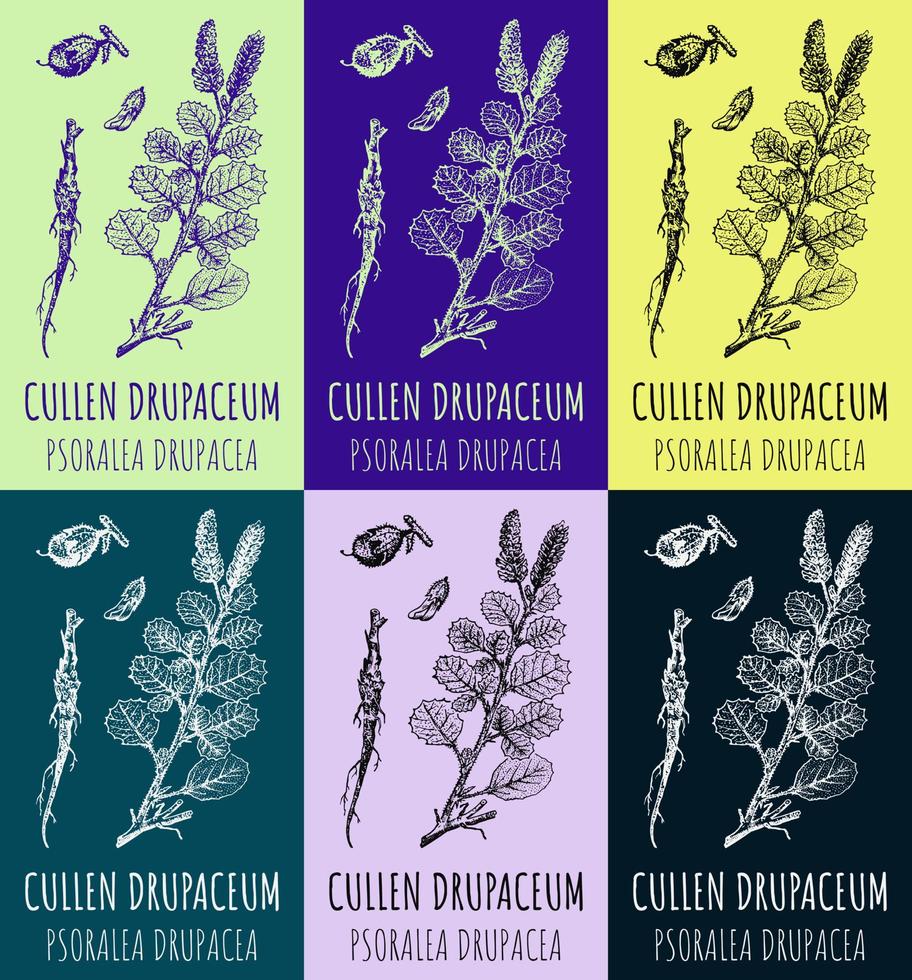 Set of vector drawings PSORALEA DRUPACEA in different colors. Hand drawn illustration. Latin name Psoralea L.