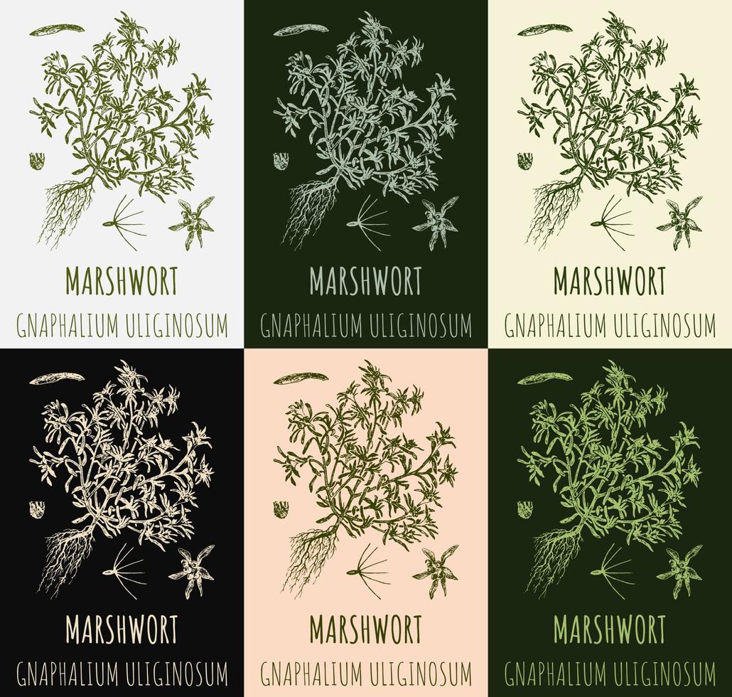 Set of vector drawings MARSHWORT in different colors. Hand drawn illustration. Latin name Gnaphalium uliginosum.