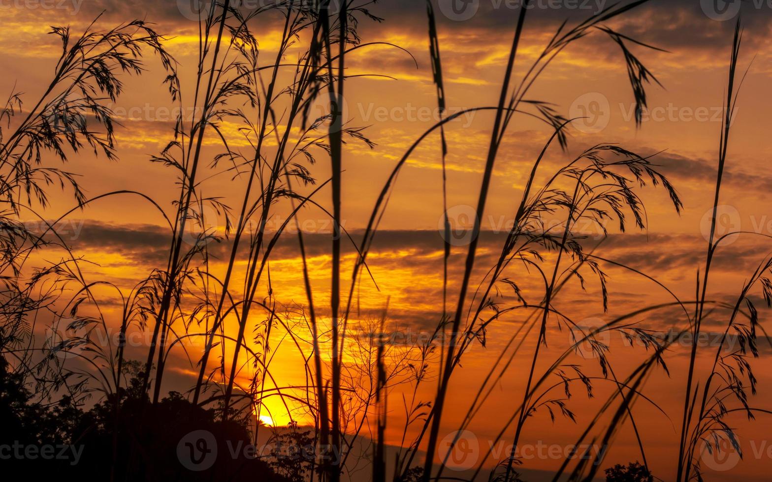 Grass in silhouette against the orange sunset sky photo