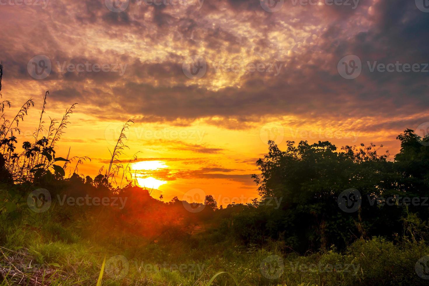 Woodland at golden hour sunset with tree silhouette photo