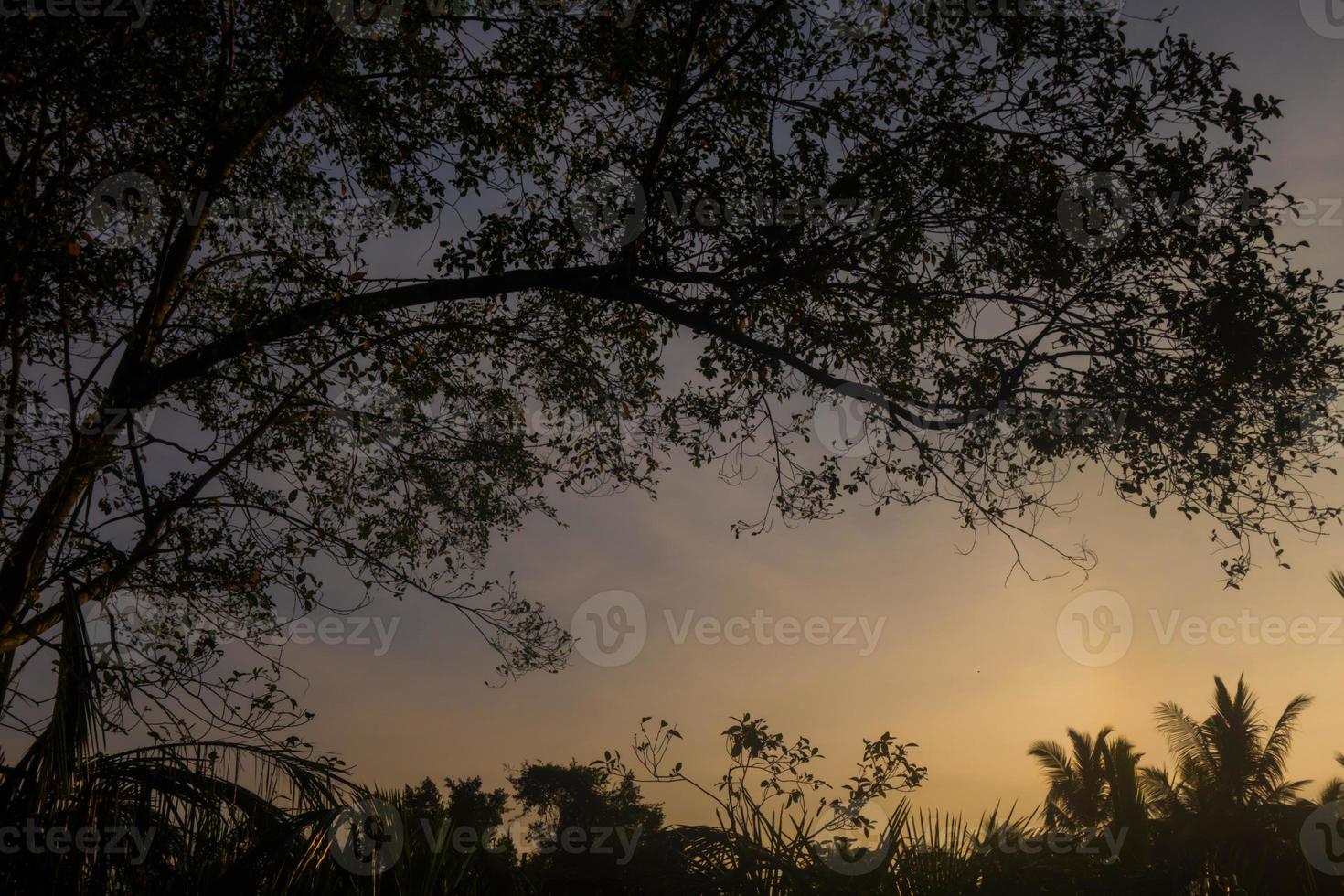 A tree in silhouette with sunset background photo