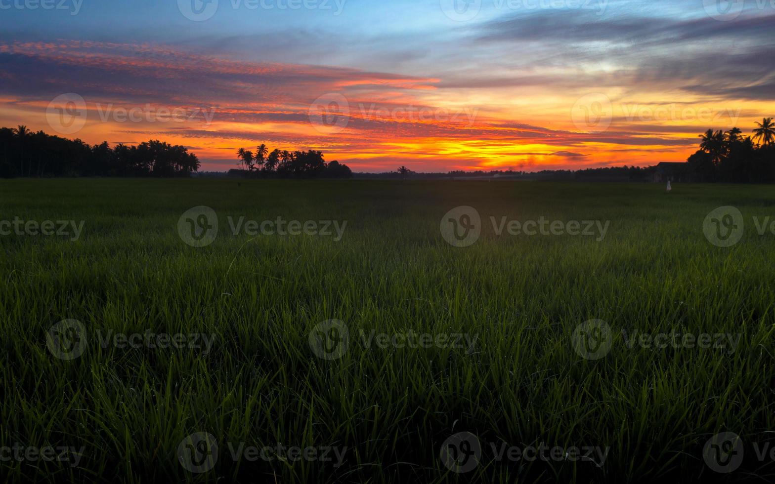 hermosa puesta de sol sobre el campo de arroz con vistas al cielo colorido en el fondo foto