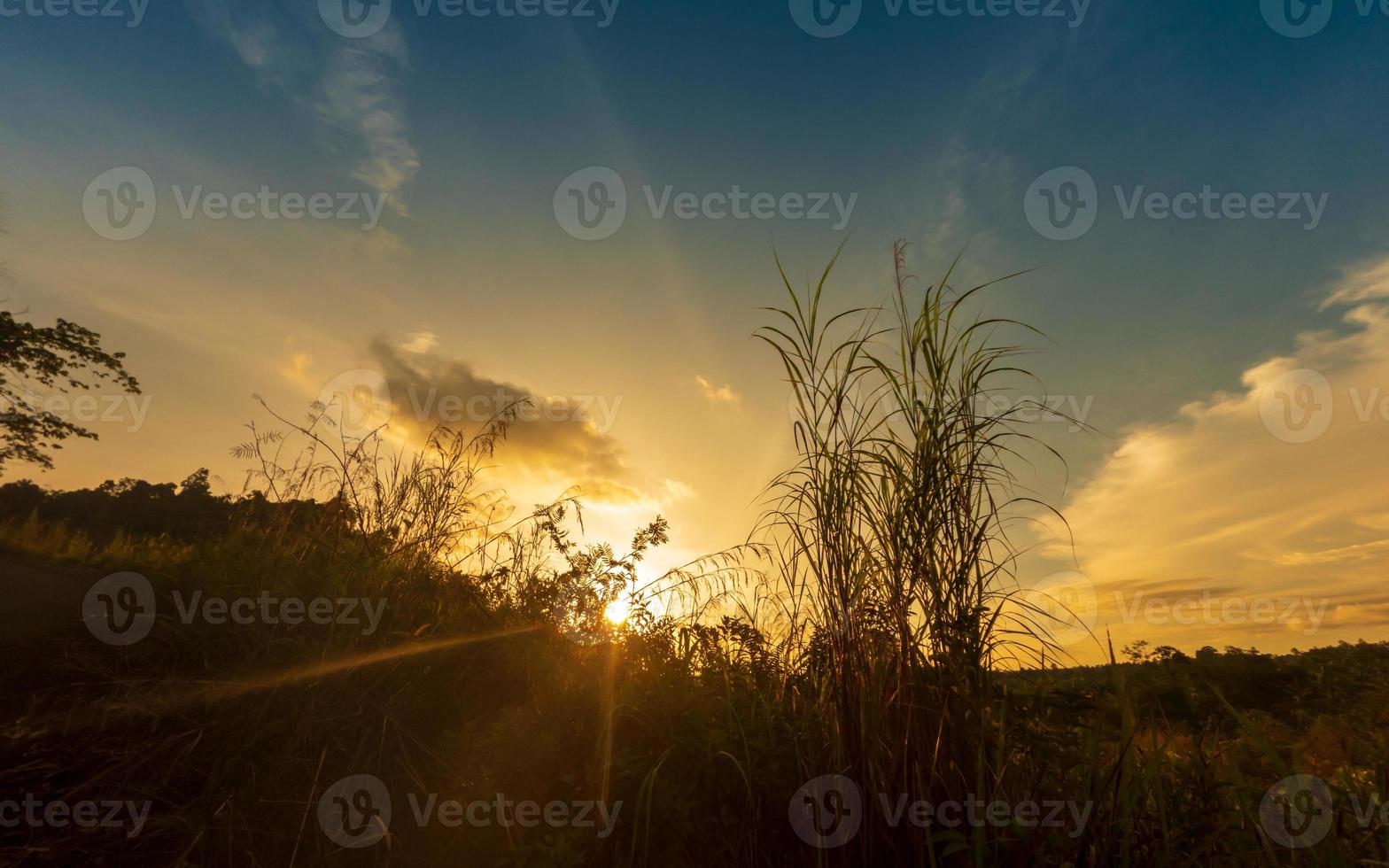 Sunset in the woods with sunlight photo