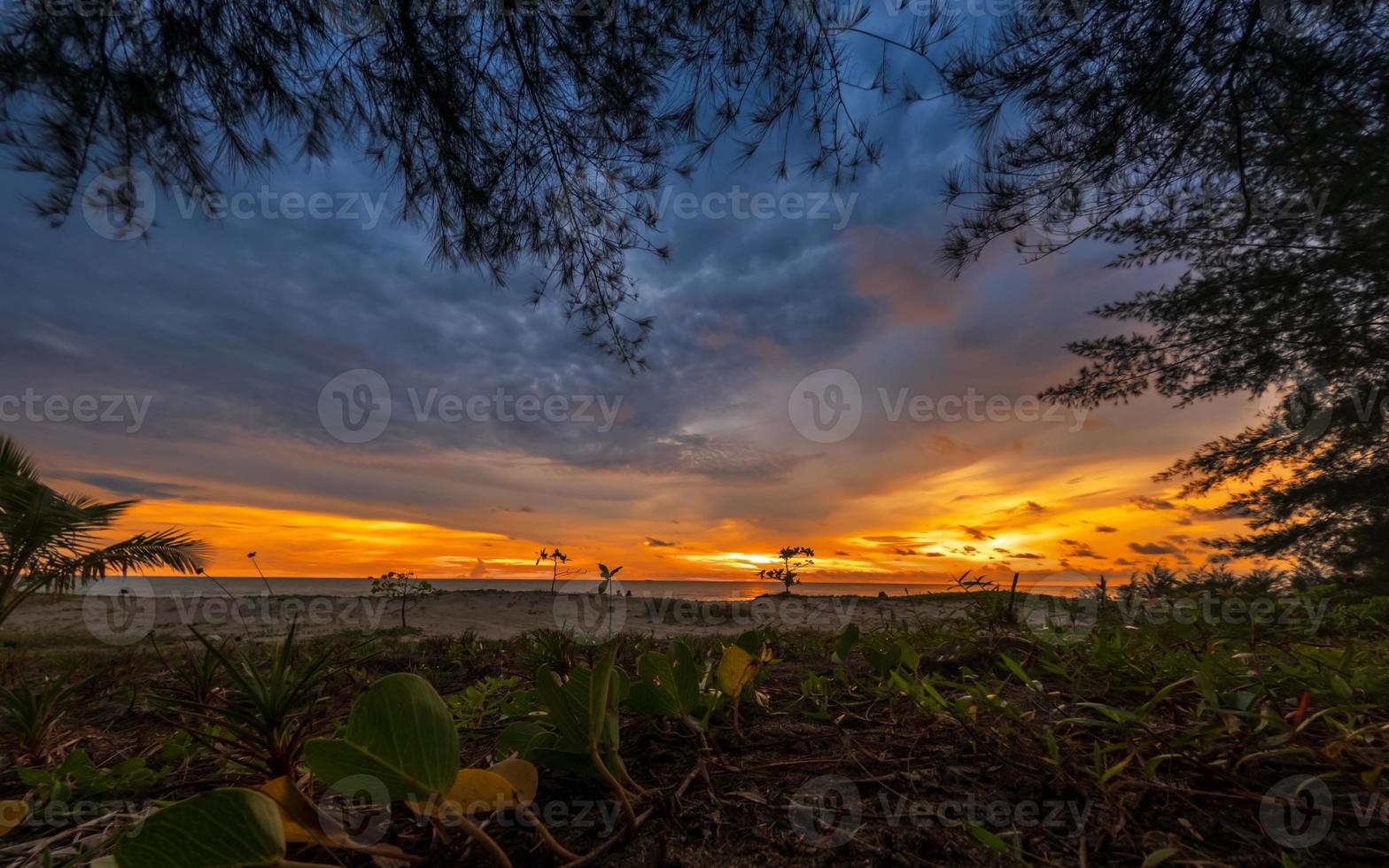 Tree silhouette at sunset. Colorful sunset background photo