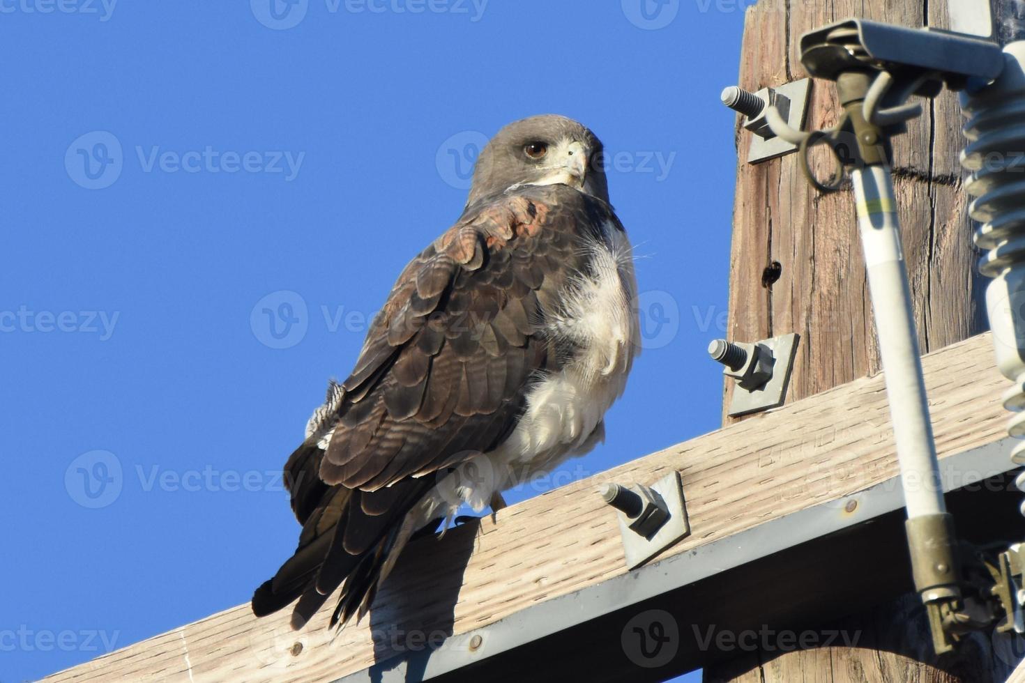 White-tailed Hawk Perched on Pole Pro photo