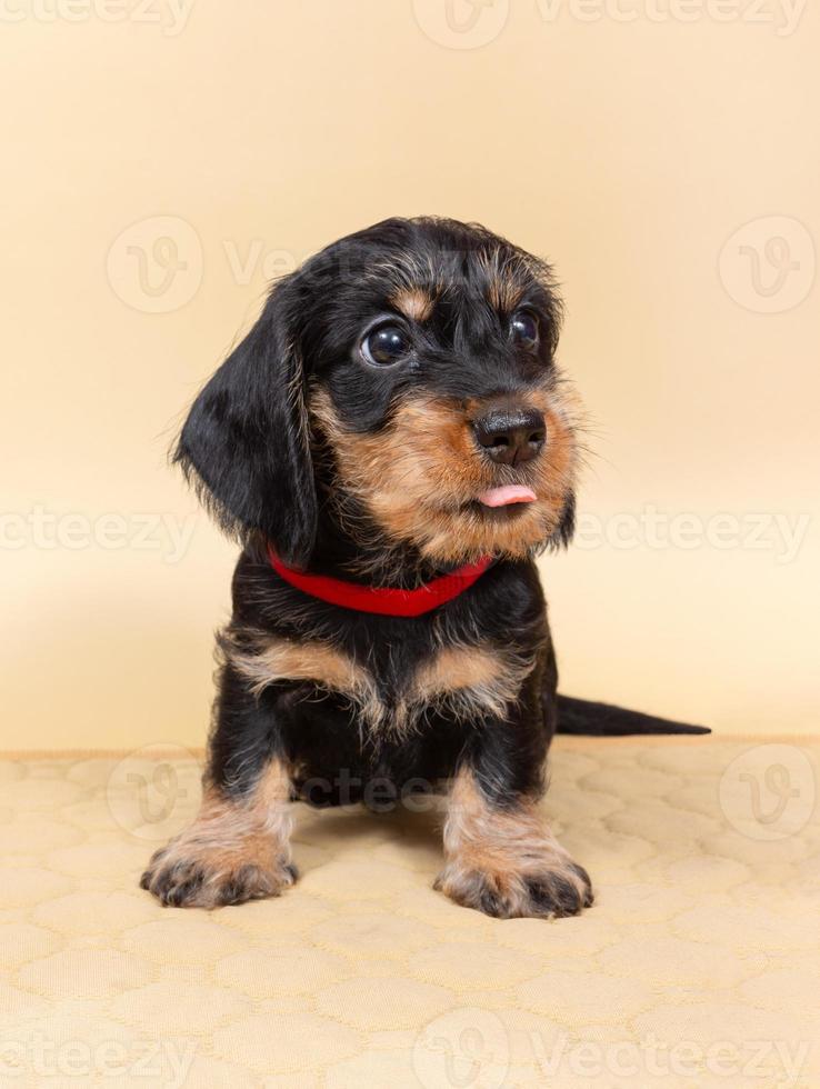 small wire-haired dachshund puppy on a light background. Portrait of dog. photo