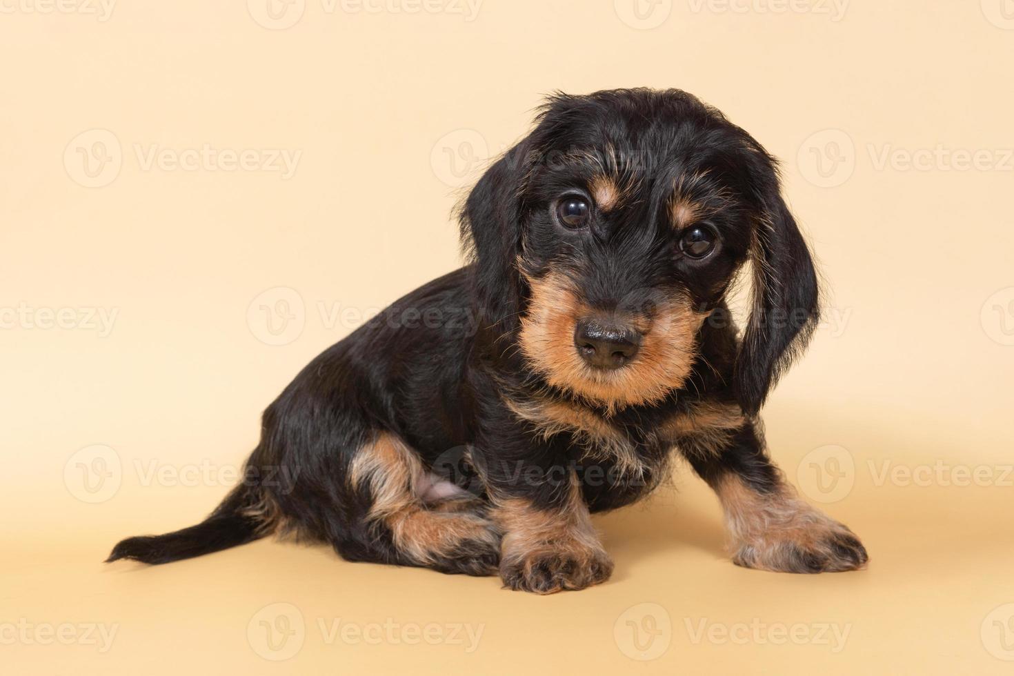 small wire-haired dachshund puppy on a light background. Portrait of dog. photo