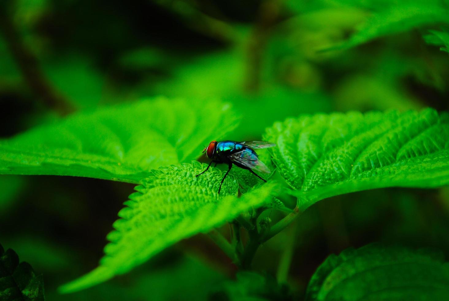 Fly on green leaf in garden photo