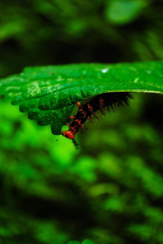 caterpillar eats green leaves photo