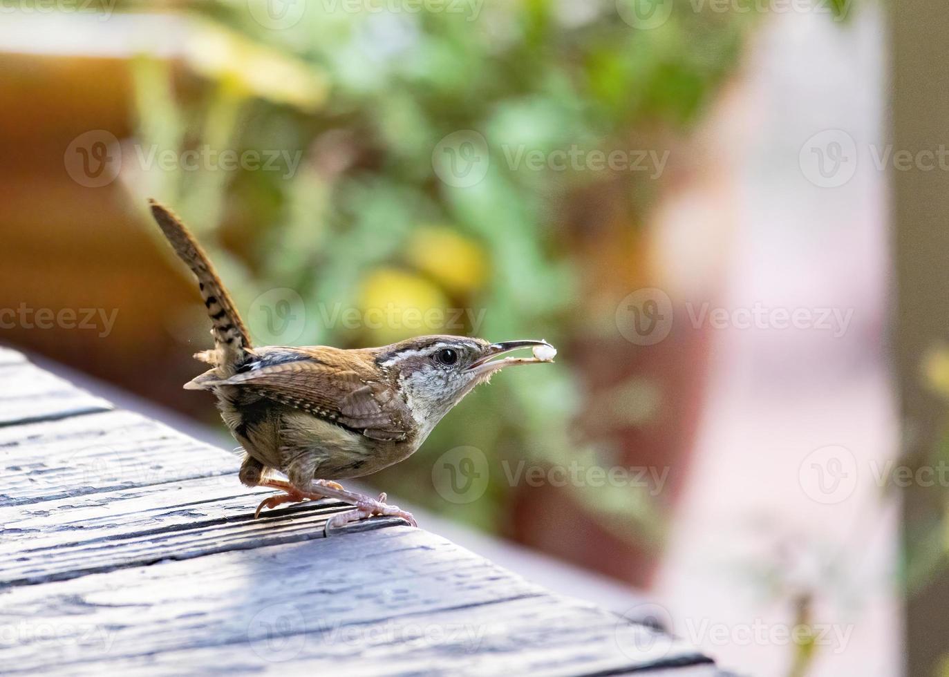 Carolina Wren Prepares for Takeoff photo