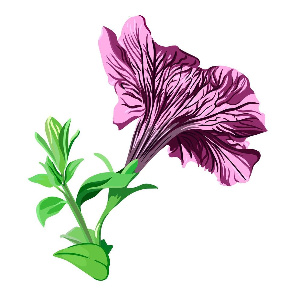 flor de petunia morada en una rama sobre un fondo transparente. ilustración botánica vectorial vector