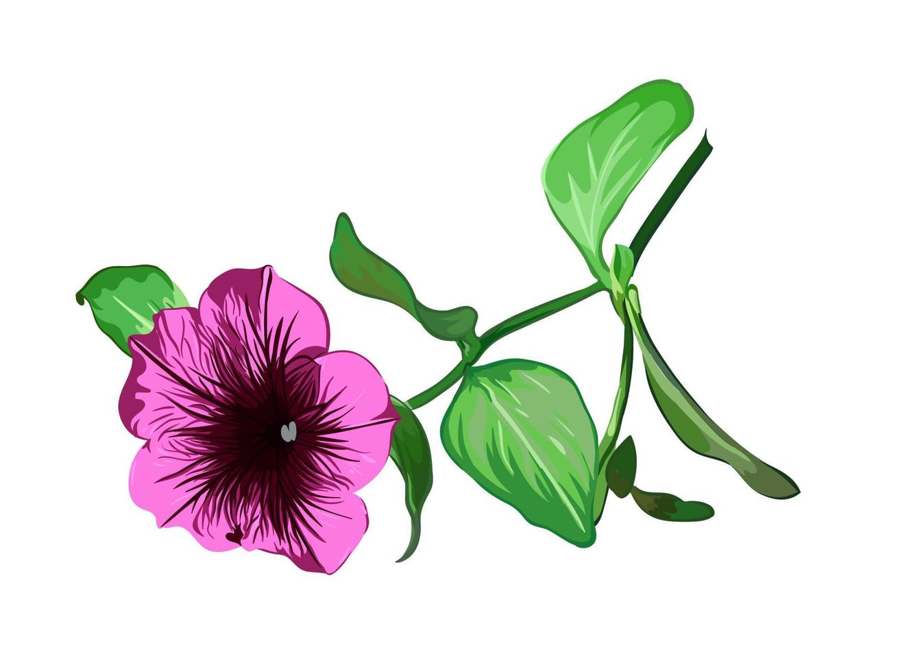 purple petunia flower on a branch on a transparent background. vector botanical illustration