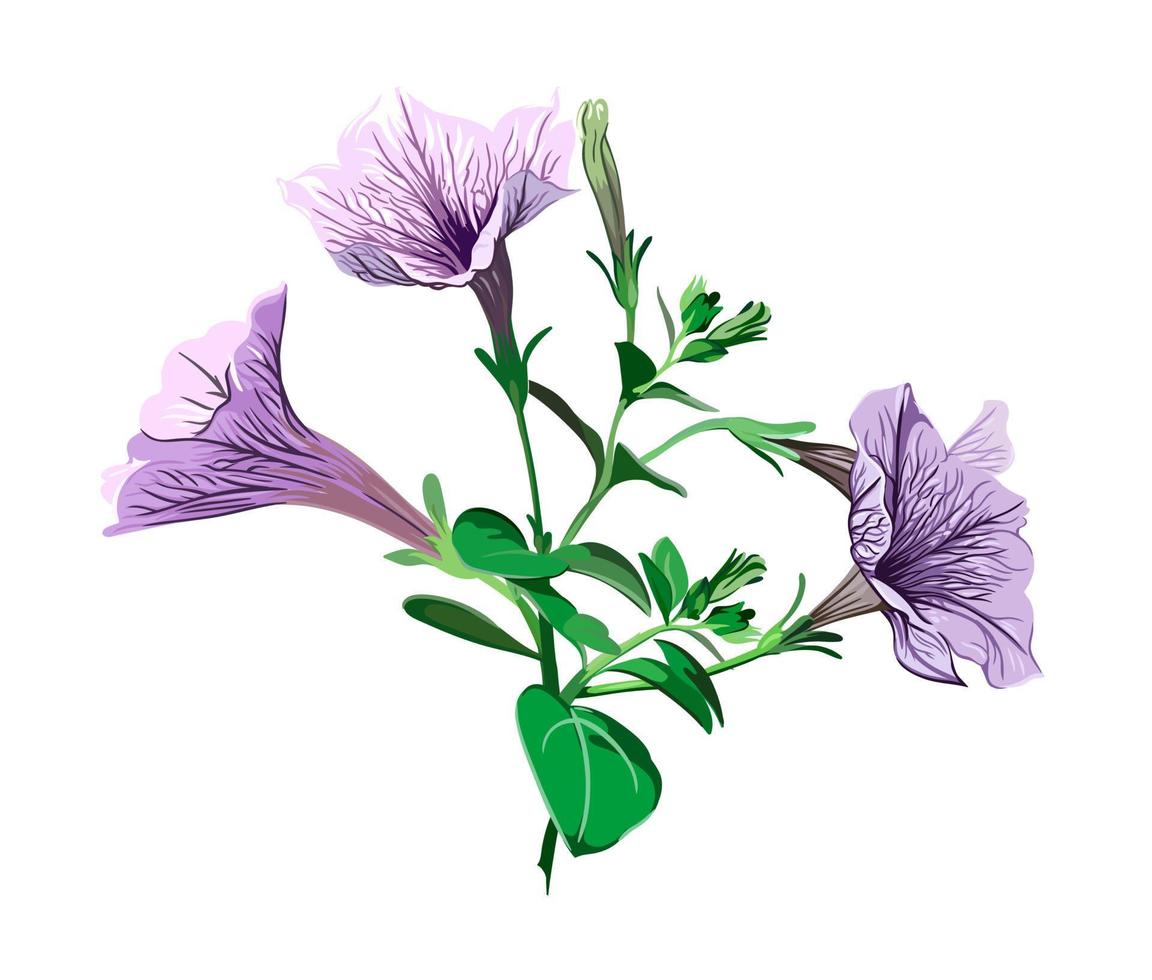 flores de petunia lila en una rama sobre un fondo transparente, ilustración vectorial botánica vector