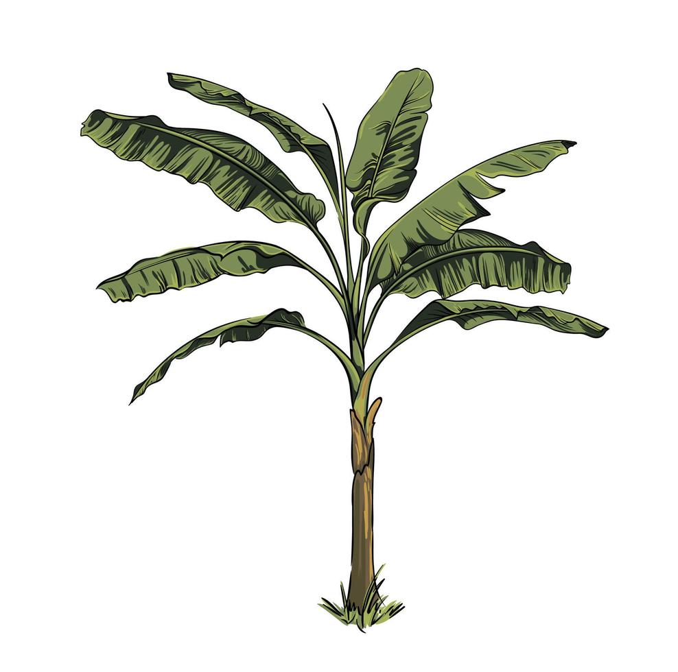 hand drawn tropical palm, banana tree, vector botanical illustration isolated on white background