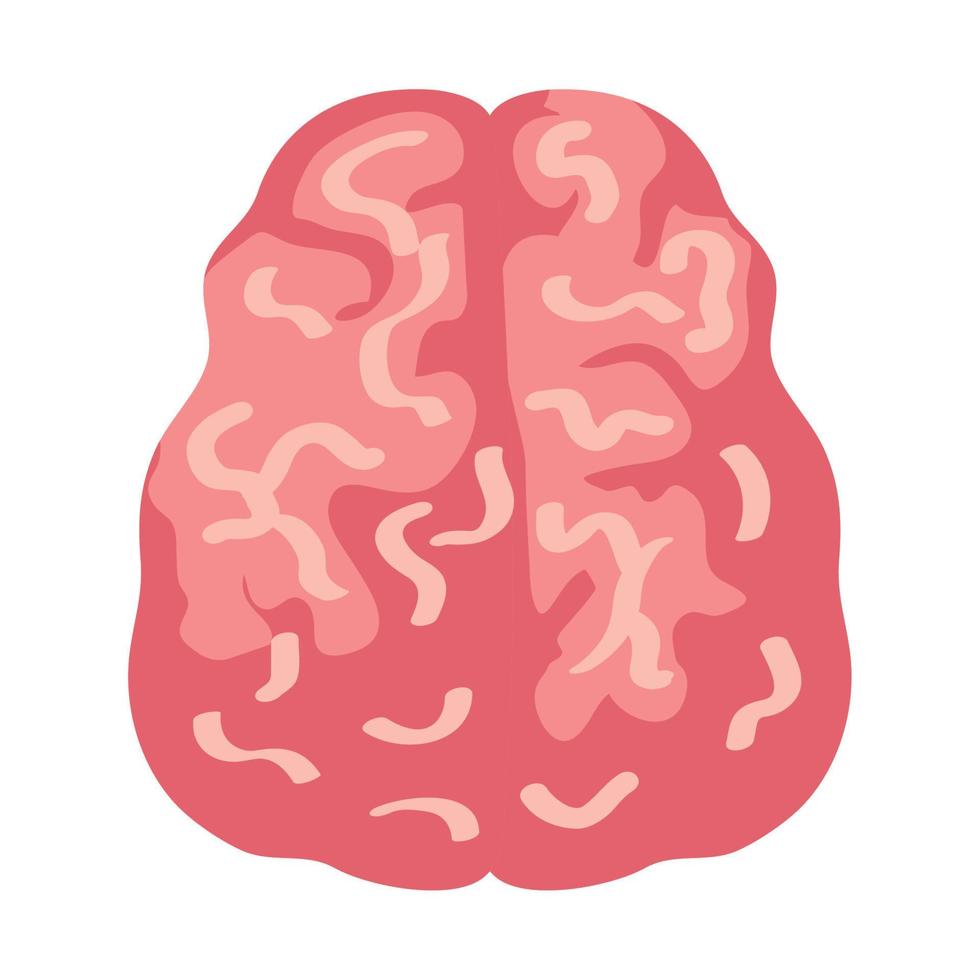 neurology, brain human on white background vector