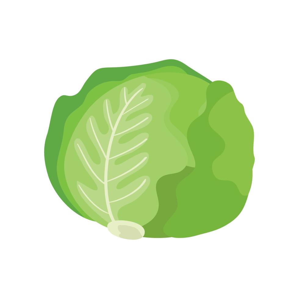 fresh lettuce vegetable isolated icon vector