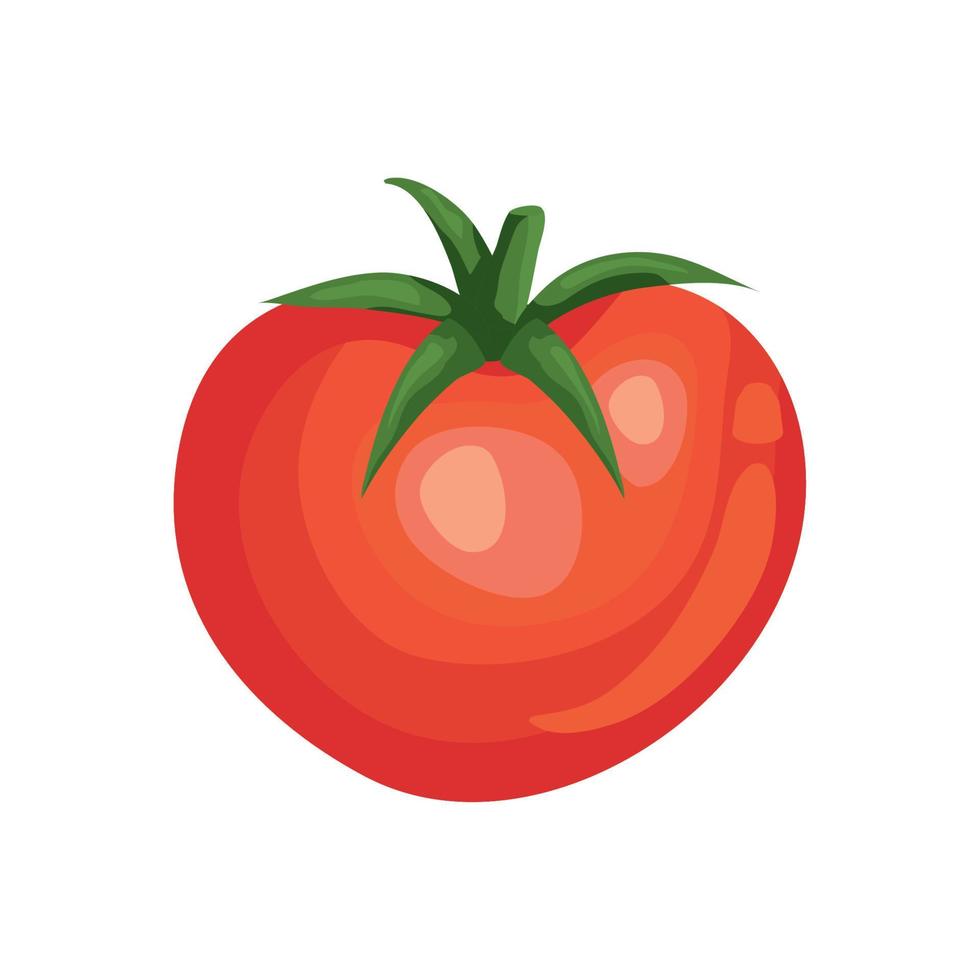 fresh tomato vegetable isolated icon vector